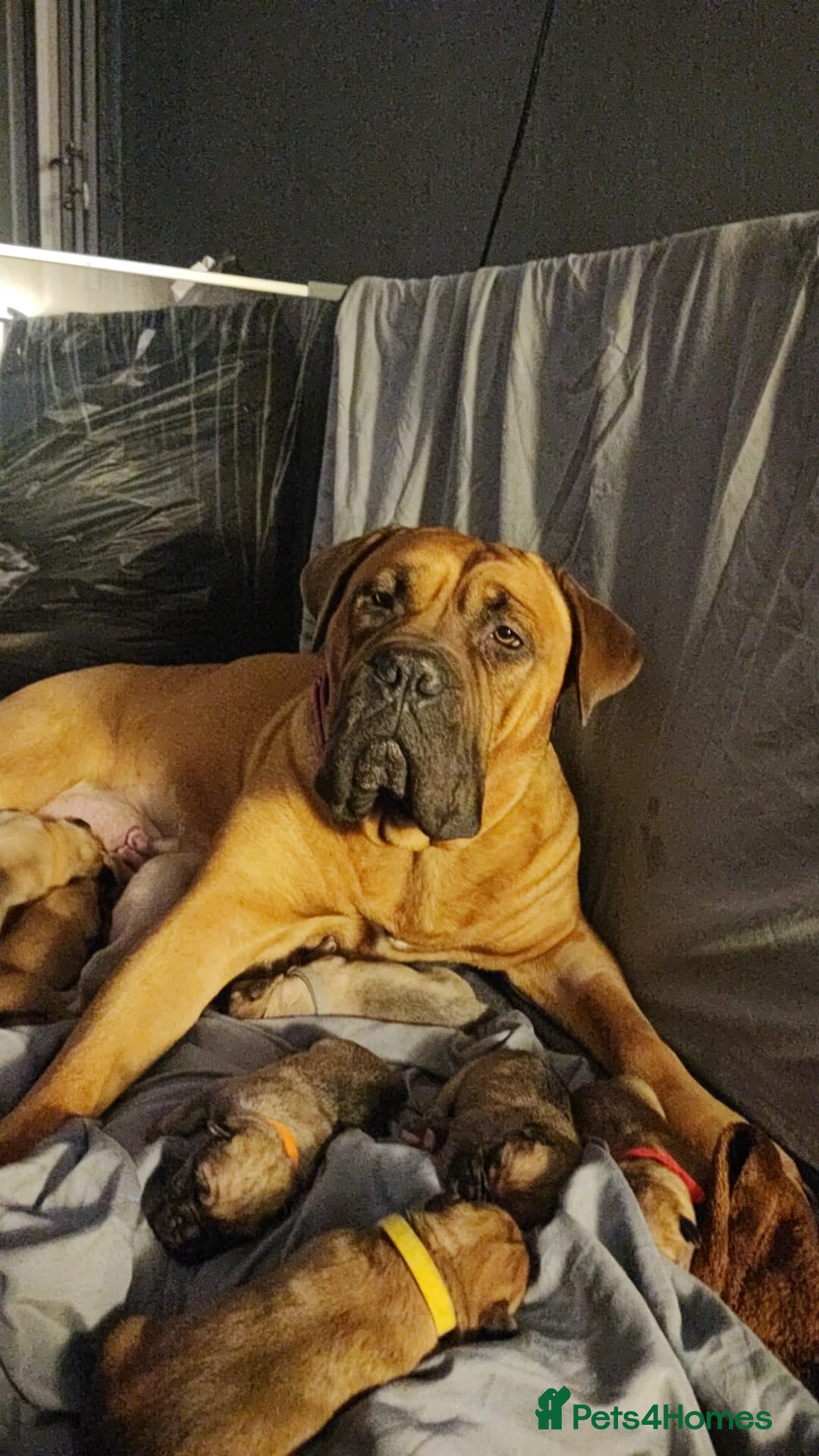Mixed Breed dogs Dogue de bordeaux/ presa canario - Advert 11