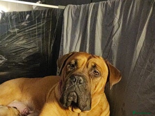 Mixed Breed dogs Dogue de bordeaux/ presa canario - Advert 1