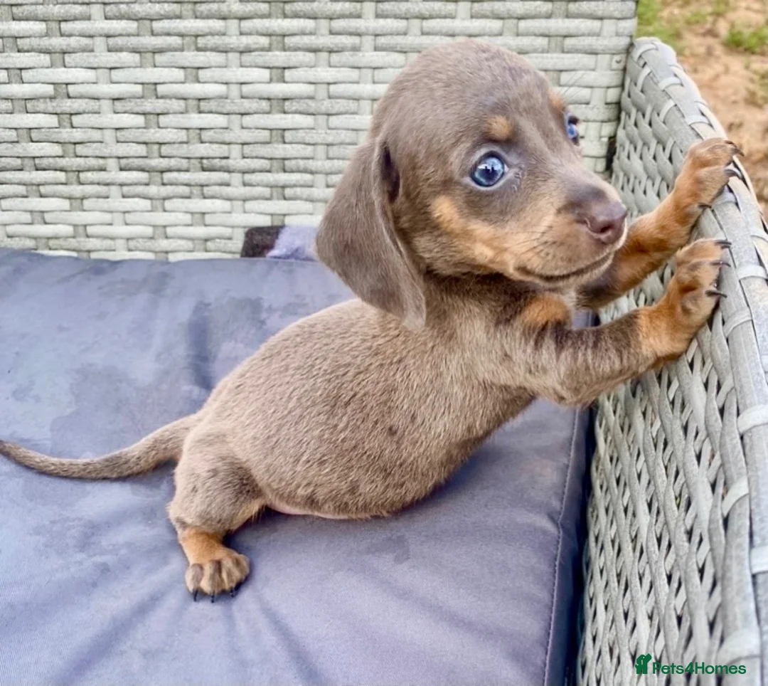 Dachshund dogs for sale: ‼️‼️Ready to leave miniature dashounds‼️‼️ - Advert 13