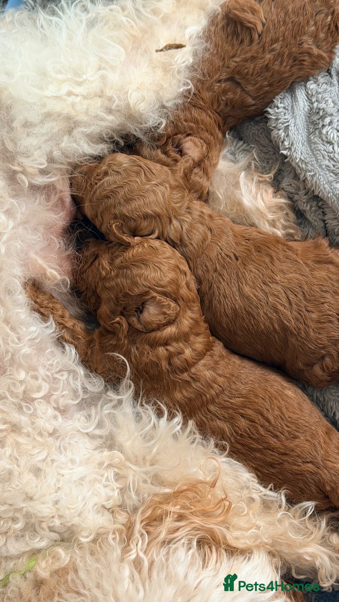 Maltipoo dogs Asian Toy Poodles - Advert 17