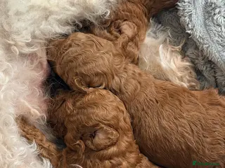 Maltipoo dogs Asian Toy Poodles - Advert 17