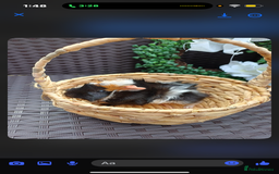 Guinea Pig rodents for sale: 3 long haired baby guinea pig babys - Image 3