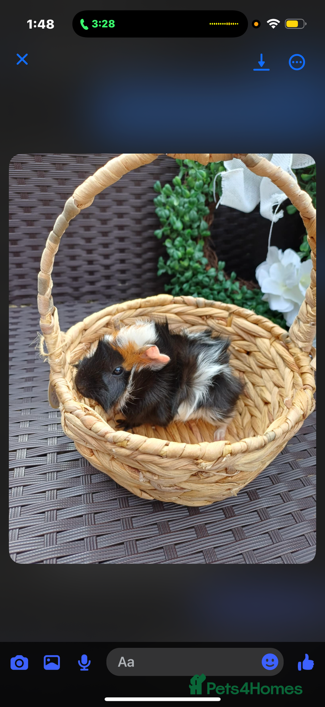 Guinea Pig rodents for sale: 3 long haired baby guinea pig babys - Image 3