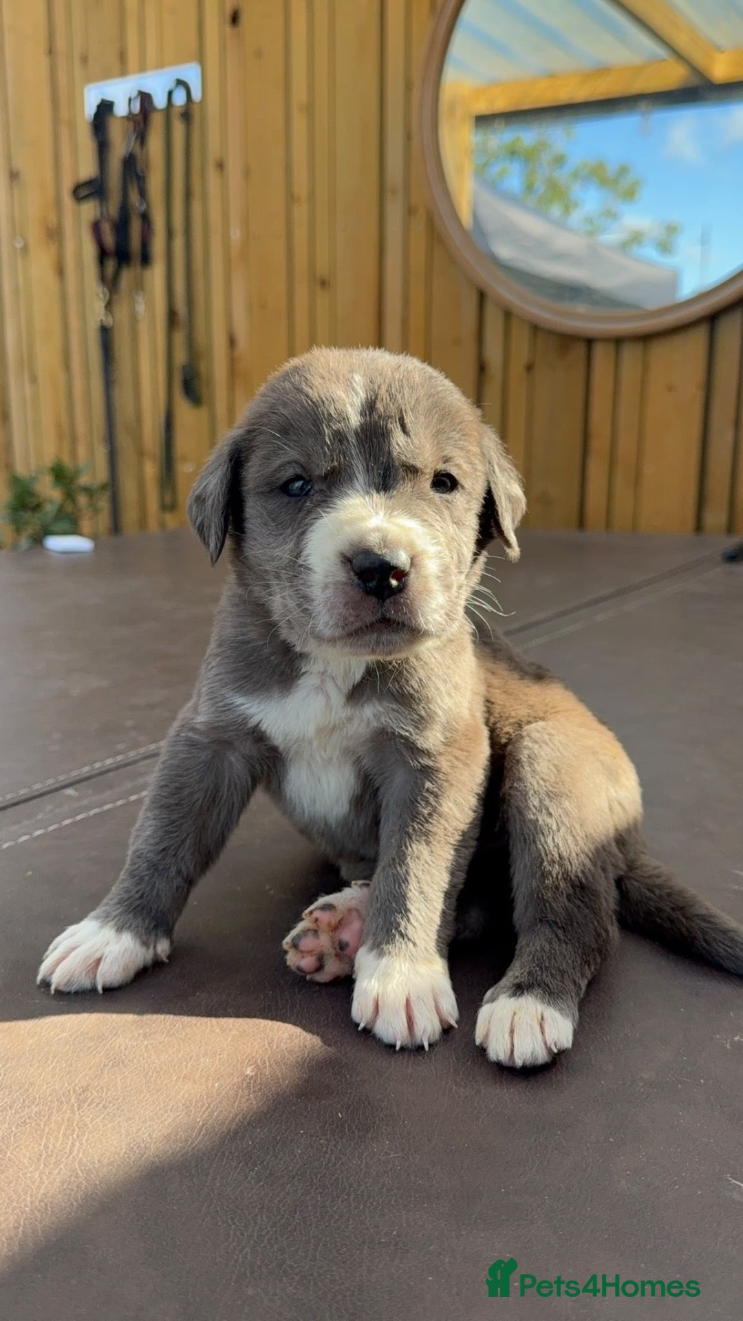 Mixed Breed dogs 🐾 Beautiful Cane Corso × St Bernard Puppies 🐾 - Advert 2