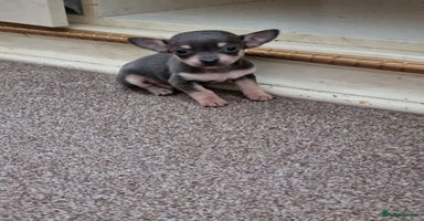 Chihuahua dogs - Advert 6