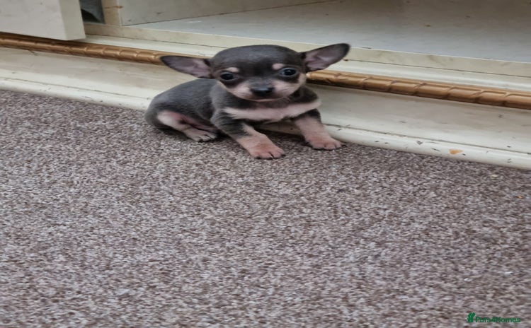Chihuahua dogs - Advert 12