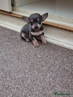 Chihuahua dogs - Advert 3