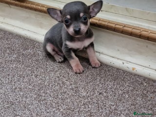 Chihuahua dogs - Advert 6