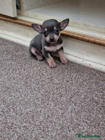 Chihuahua dogs - Advert 1
