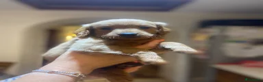 Golden Retriever 3