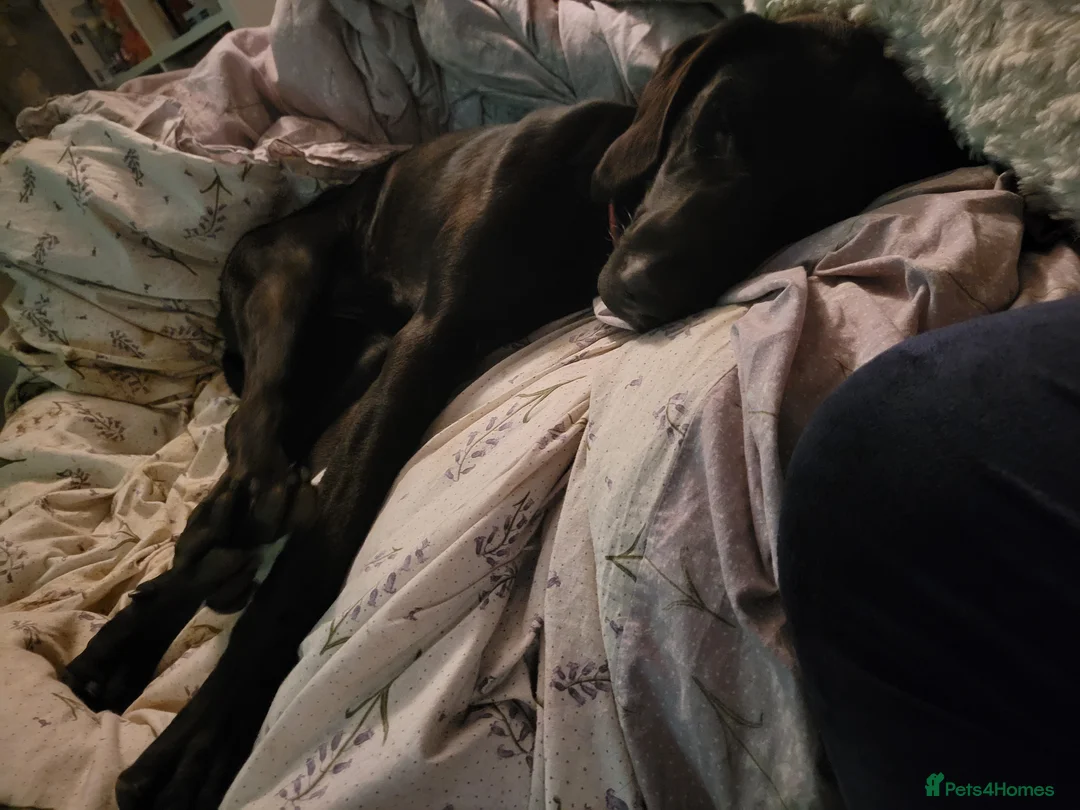 Mixed Breed dogs for sale: 10 month old black lab pup  - Advert 4