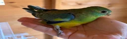 Parakeets birds for sale: Red Rump parakeets proven breeding pair - Advert 7