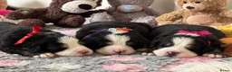 Bernese Mountain Dog dogs for sale: KC Registered Bernese Mountain Dog Puppies - Advert 9