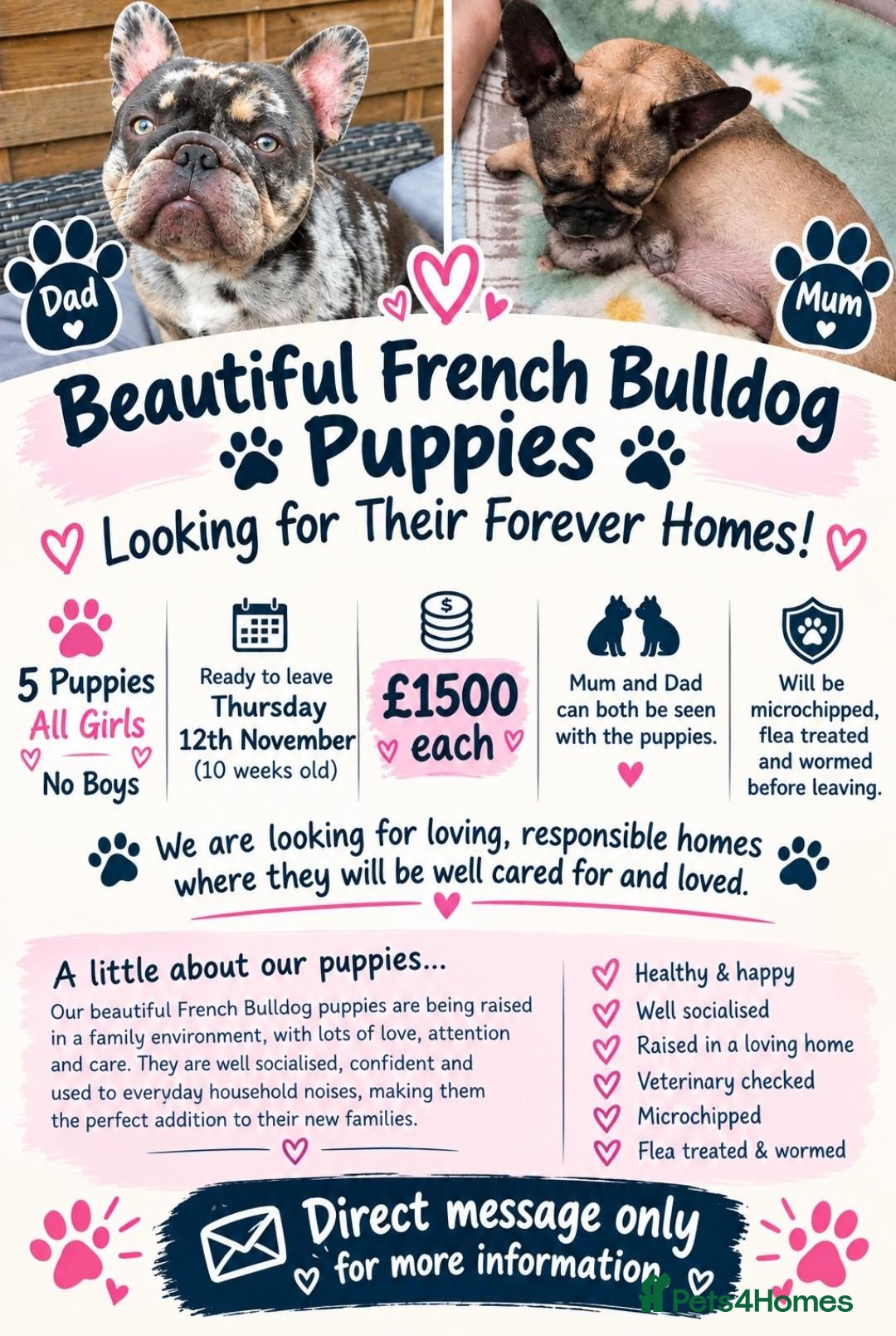 French Bulldog dogs 6 stunning french bulldog puppies - Advert 1