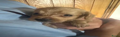 Cockapoo Puppy 1