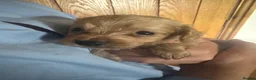 Cockapoo dogs for sale:  2 Beautiful cockapoo puppies left 🐶  - Advert 13