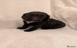 Cocker Spaniel dogs for sale: Cocker Spaniel  - Image 7