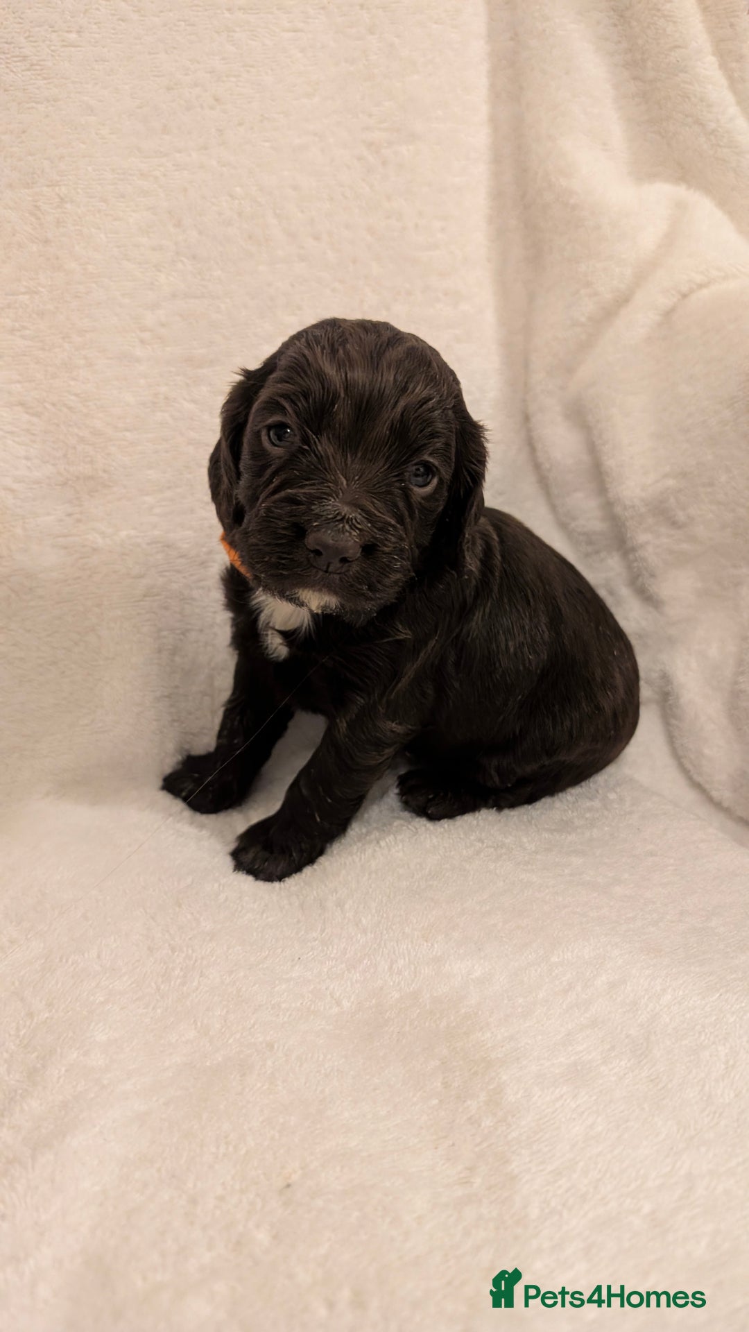 Cocker Spaniel dogs for sale: Cocker Spaniel  - Image 7