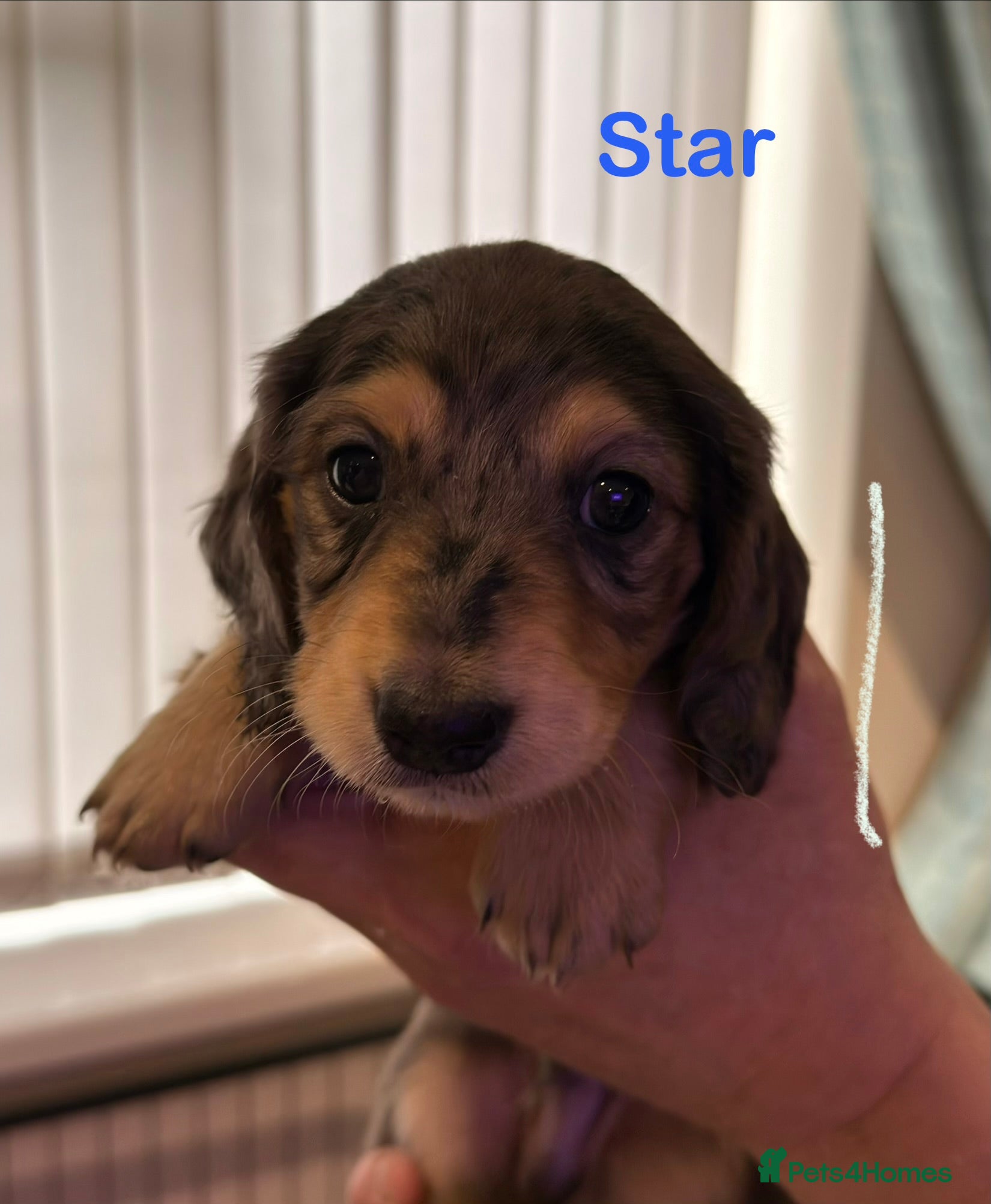 Miniature Dachshund dogs Litter of 5 stunning puppies - Advert 2