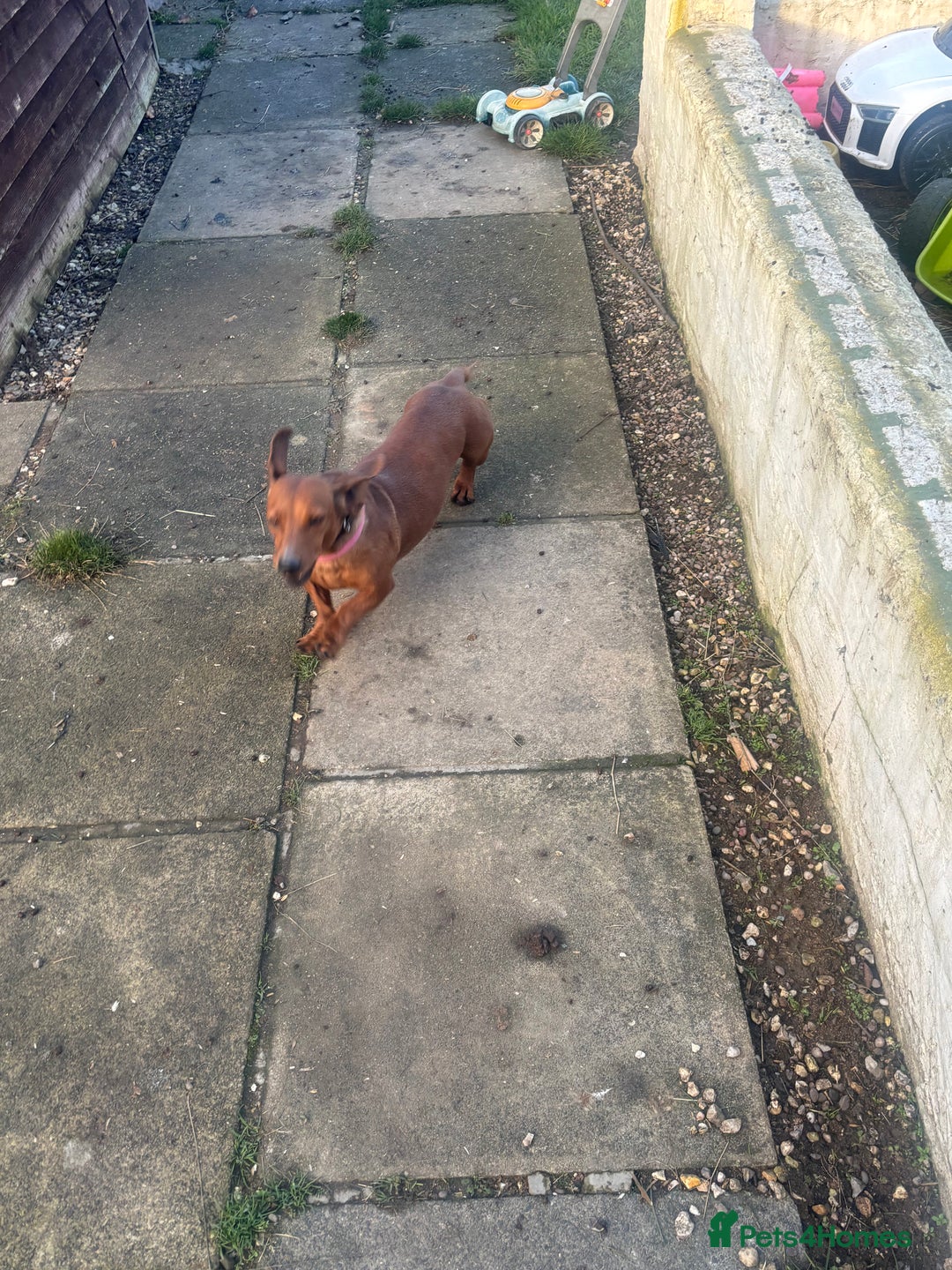 Miniature Dachshund dogs for sale: Pure midi dachshund red - Advert 1