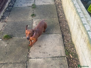 Miniature Dachshund dogs Pure midi dachshund red - Advert 1