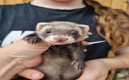 Ferret rodents for sale: Quater ferret kits - Image 2
