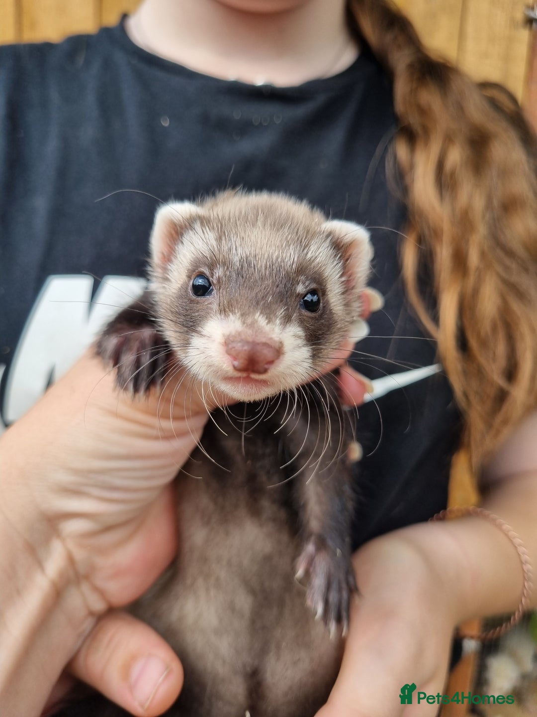 Ferret rodents for sale: Quater ferret kits - Image 2