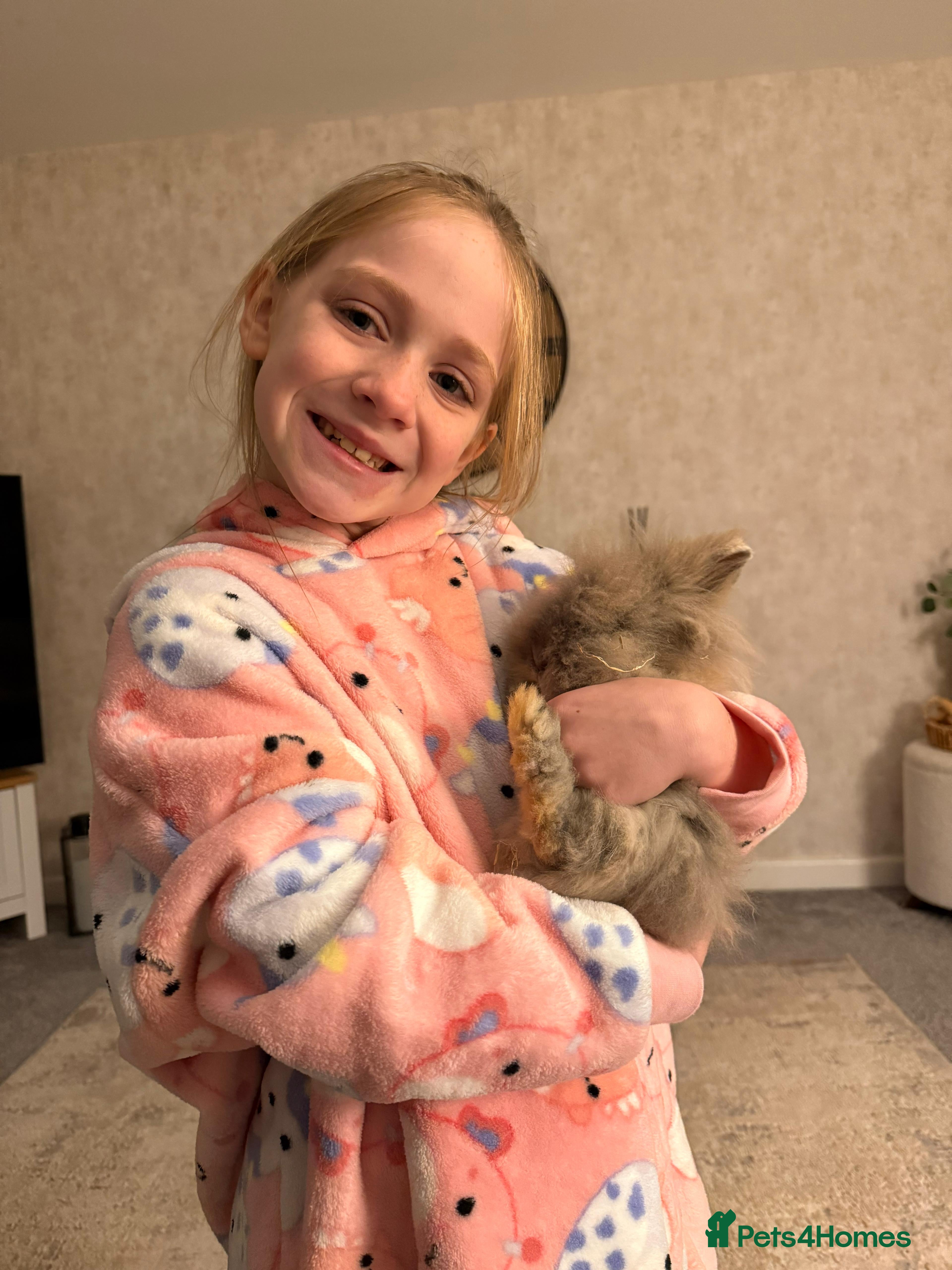 Lionhead rabbits Hutch and rabbit - Advert 1