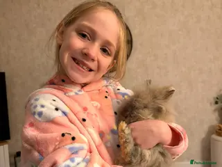 Lionhead rabbits Hutch and rabbit - Advert 1