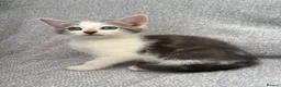 Mixed Breed cats for sale: Gorgeous kittens for sale - Advert 3