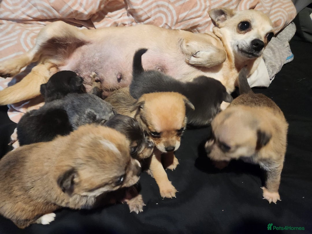Chihuahua dogs for sale: Chihuahua pups  - Image 3