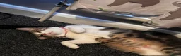 Domestic Shorthair cats for sale: Female kitten - Advert 8