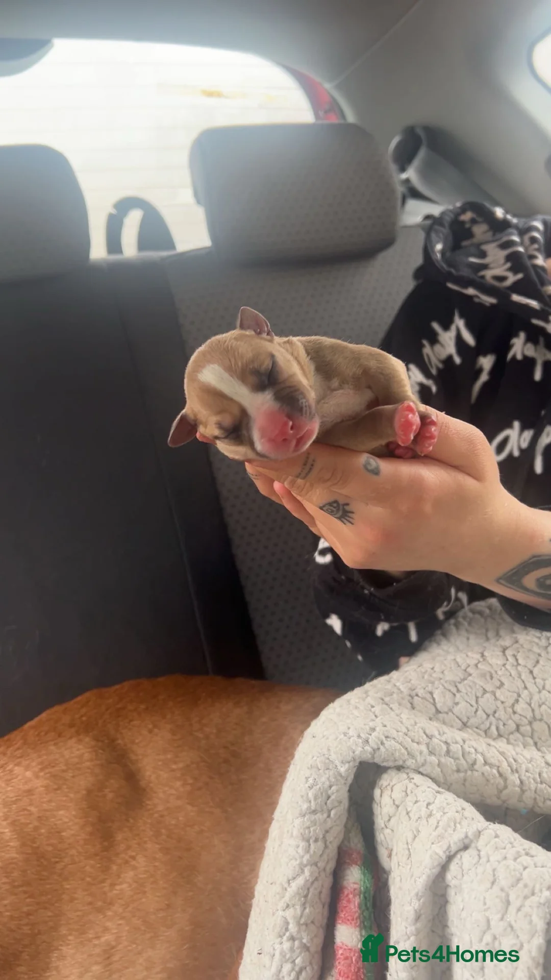 Mixed Breed dogs for sale: Bully staffy pups  - Advert 10