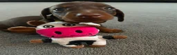 Miniature Dachshund dogs for sale: miniature dashhounds kc registered  - Advert 19