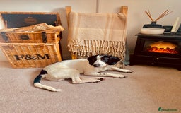 Mixed Breed dogs for sale: Ralph - 4 yr old Springer - Image 4