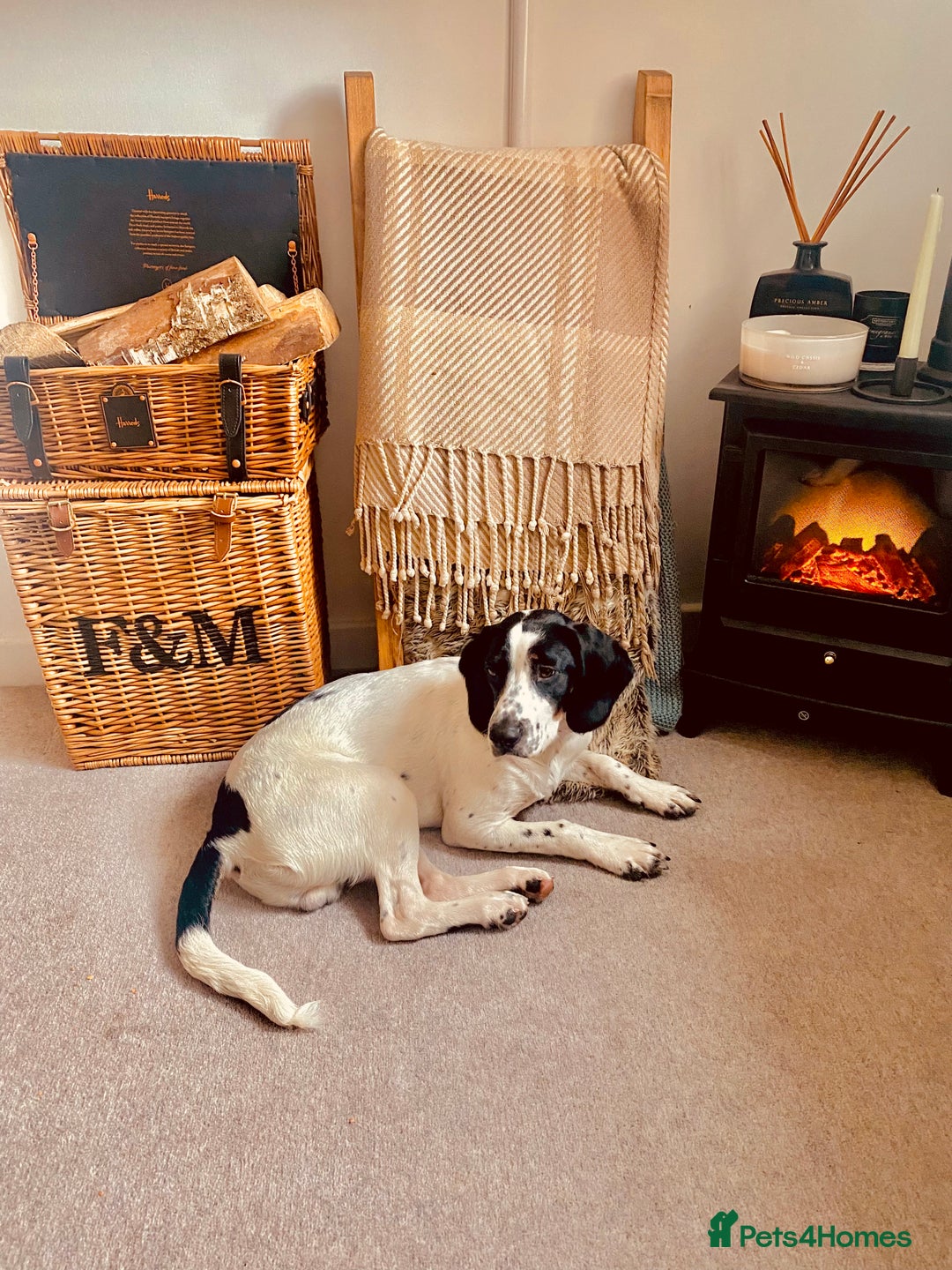 Mixed Breed dogs for sale: Ralph - 4 yr old Springer - Image 4