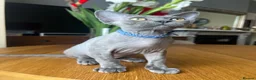 Devon Rex cats for sale: Our beautiful Devon Rex kittens are ready to move  - Advert 3