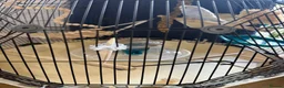 Budgerigars birds for sale: 2 budgies and Omlet cage for sale - Advert 2