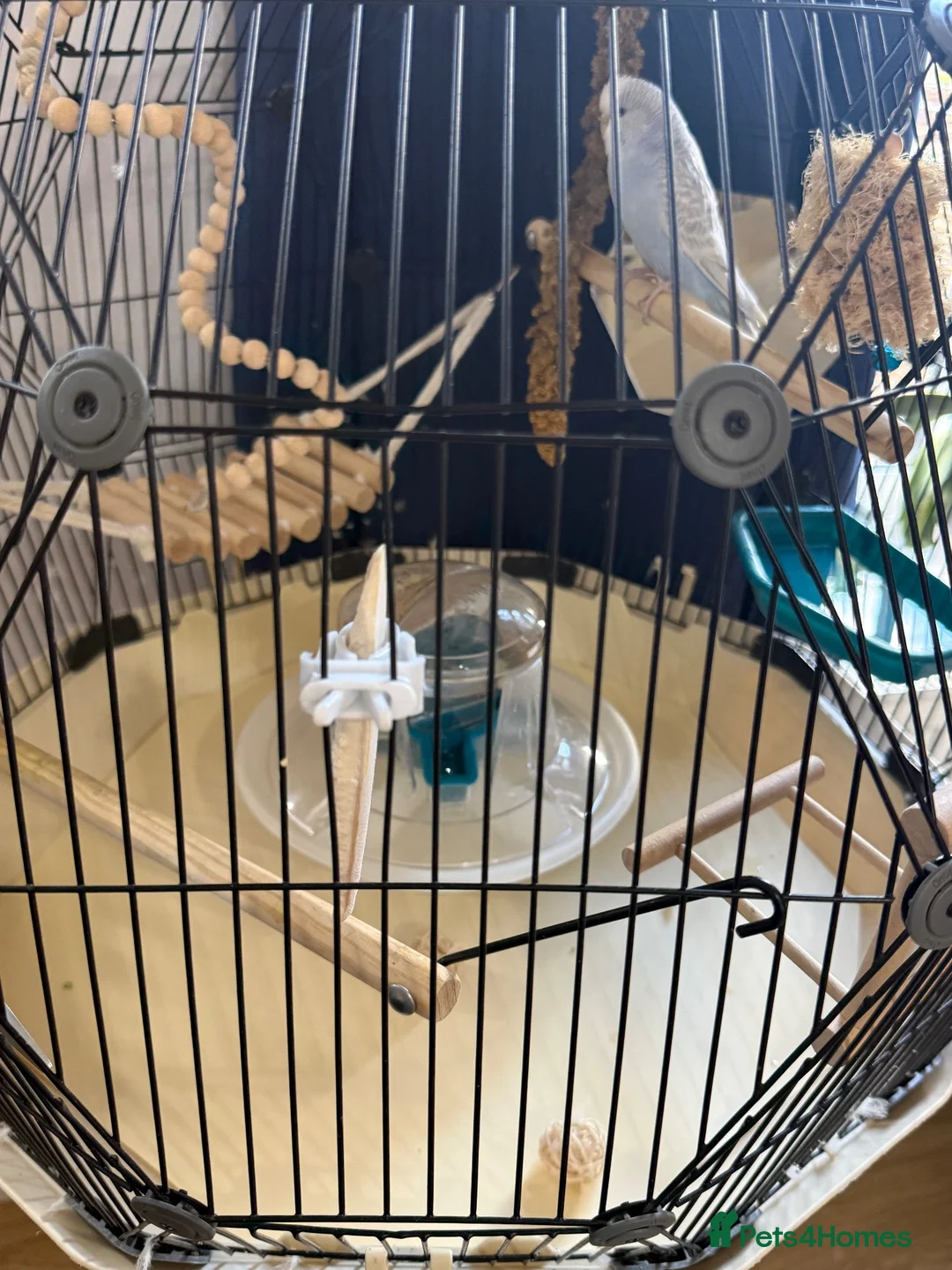 Budgerigars birds for sale: 2 budgies and Omlet cage for sale - Advert 2