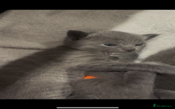 Russian Blue cats for sale: Kittens looking for a forever home  - Image 2