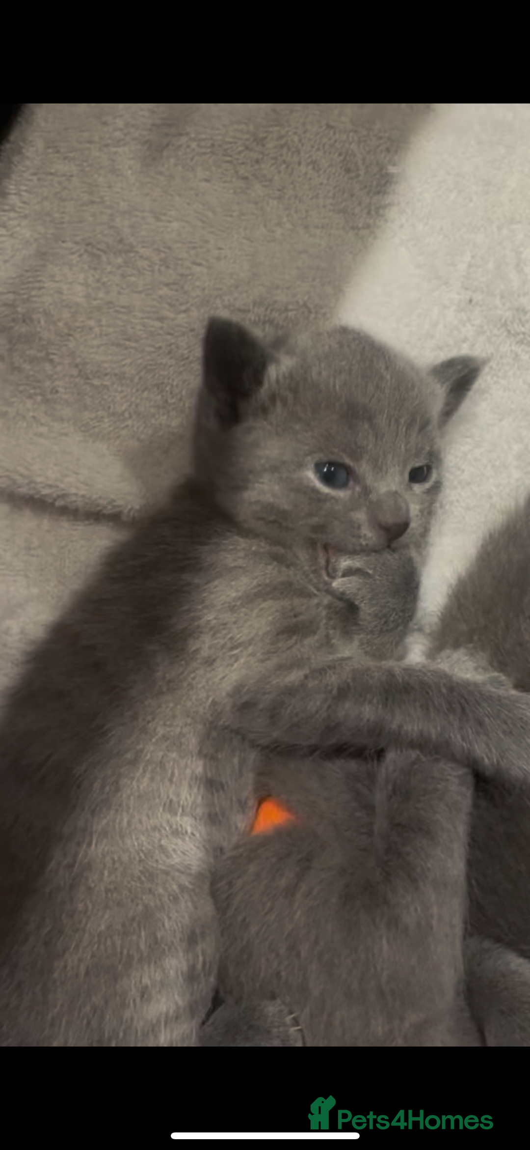 Russian Blue cats for sale: Kittens looking for a forever home  - Image 2