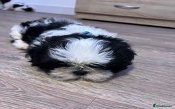 Shih Tzu dogs for sale: 4 adorable Shih Tzu for sale, 3 girls and 1 boy - Image 2