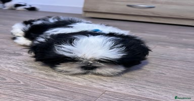 Shih Tzu dogs - Advert 4