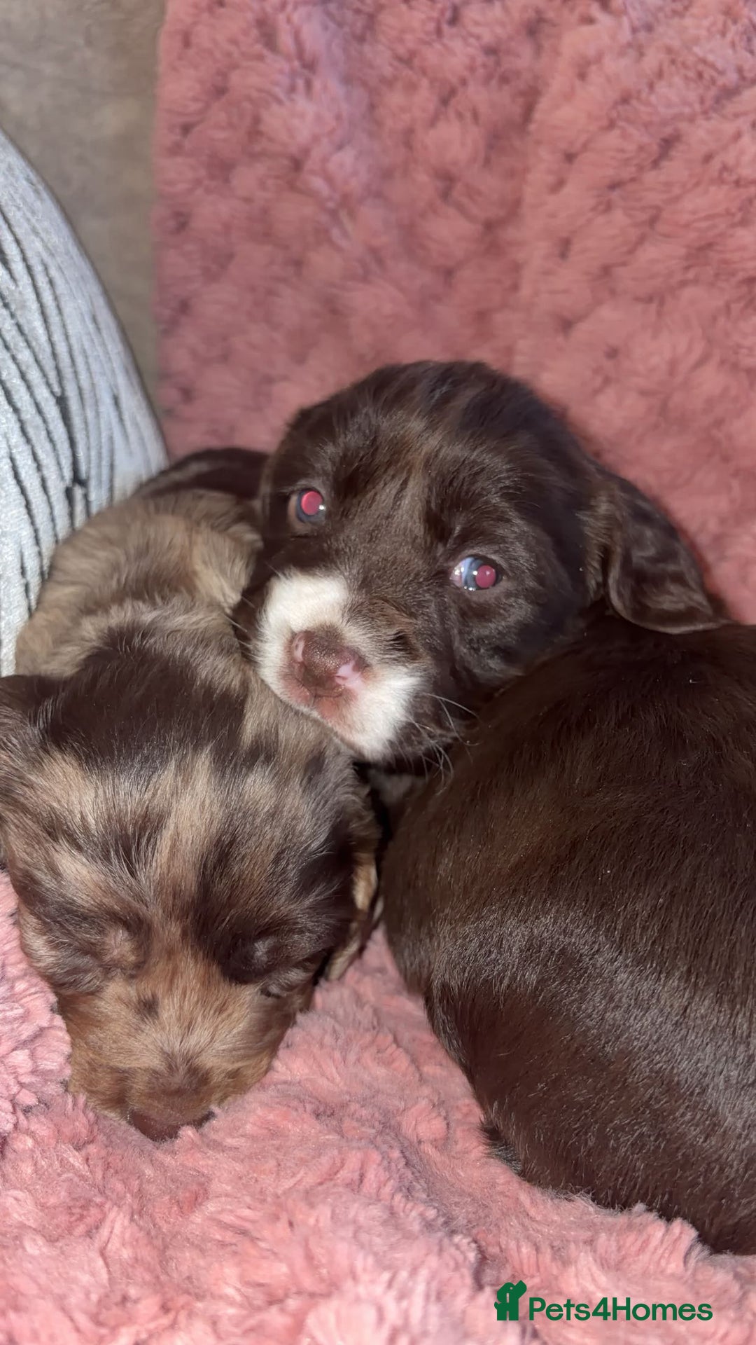 Cocker Spaniel dogs for sale: Cocker spaniel puppies - Advert 5