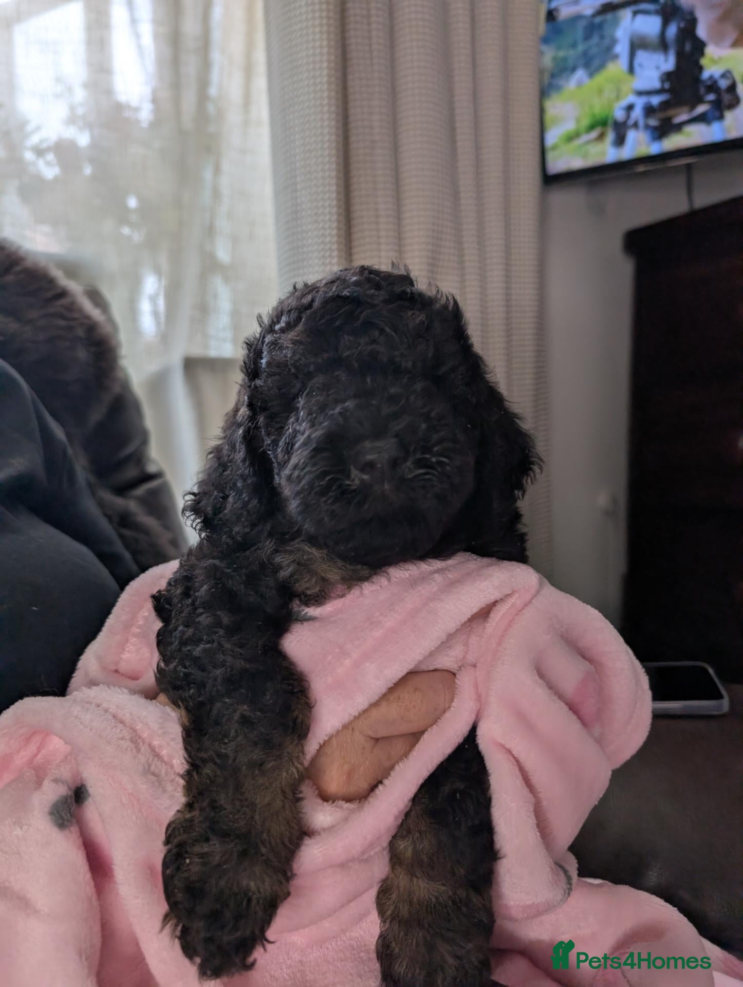 Cavapoo dogs READY TODAY - Vet checked and vaccinated - Advert 2