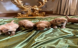 Cockapoo dogs for sale: F1 DNA Health Tested Cockapoos  - Image 14