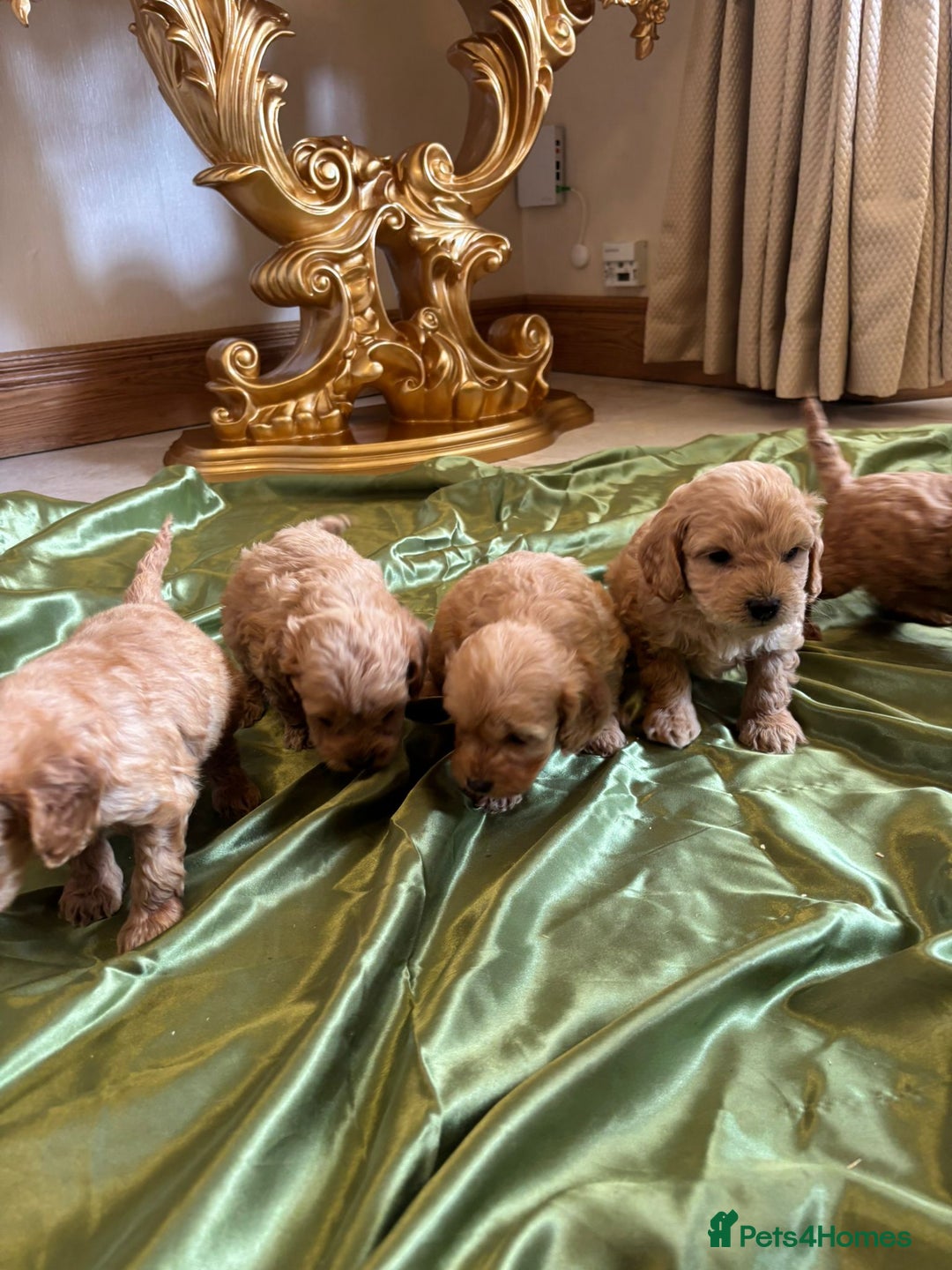 Cockapoo dogs for sale: F1 DNA Health Tested Cockapoos  - Image 14