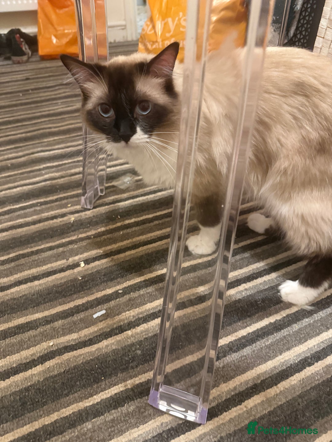 Ragdoll cats for sale: 1x Female 1 x Male Ragdoll cats aged 20 months - Image 6