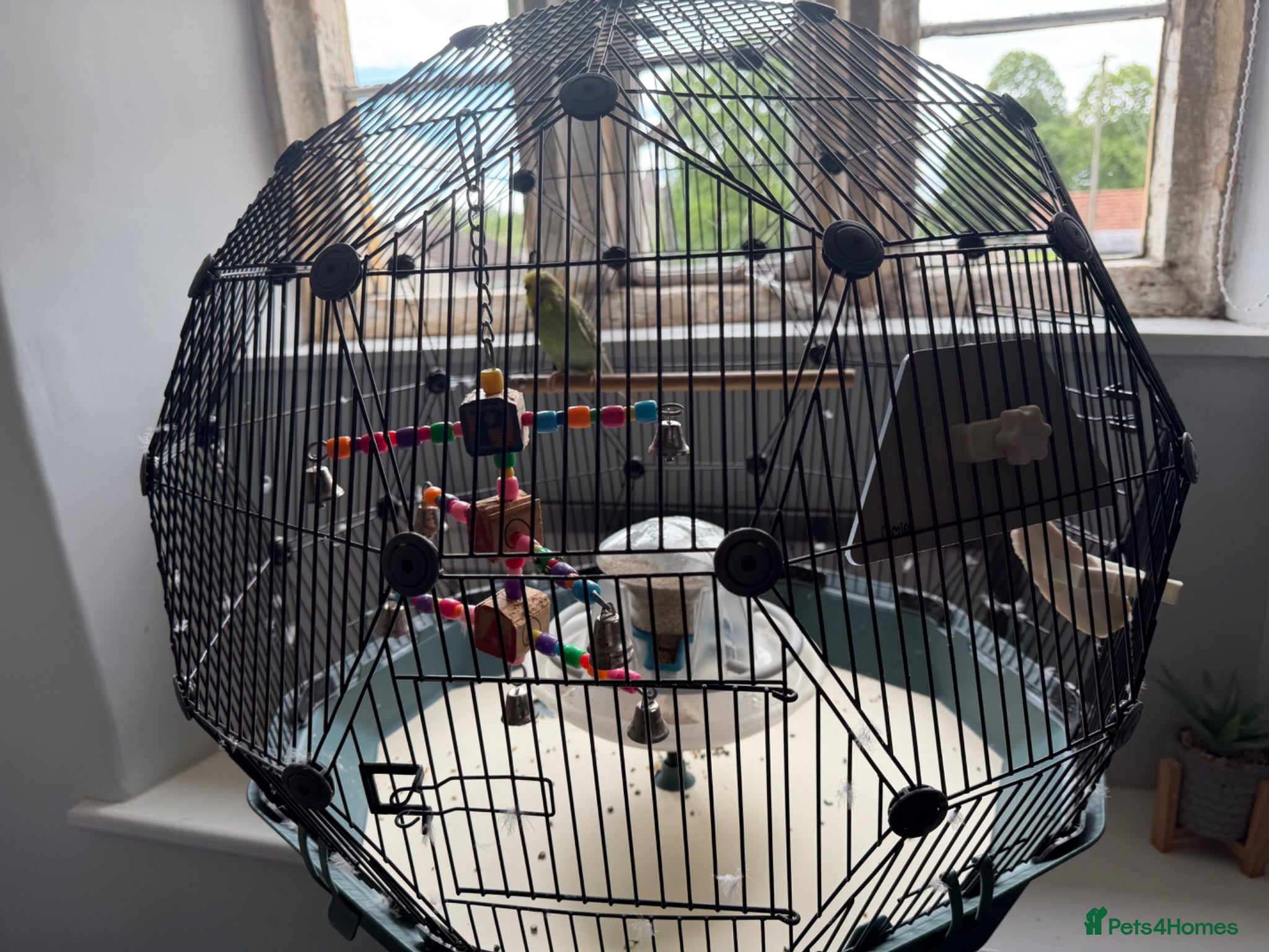Budgerigars birds for sale: 3 year old Budgie - For Sale - Advert 1