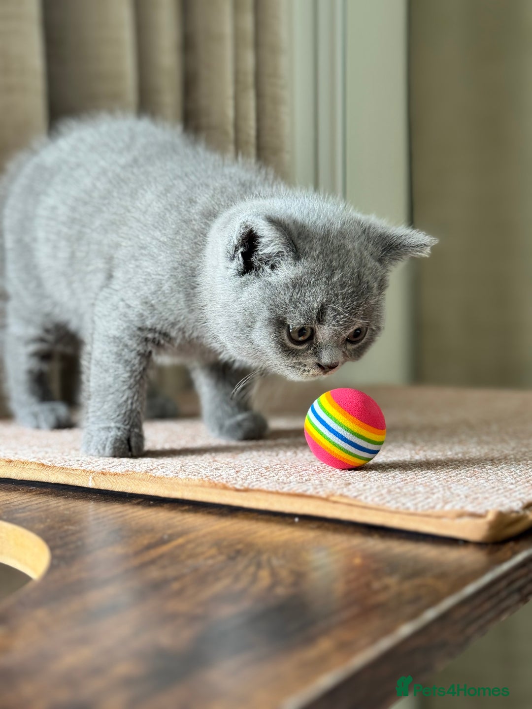 British Shorthair cats for sale: GORGEOUS Pedigree BSH Kittens from Show Breeder - Image 8
